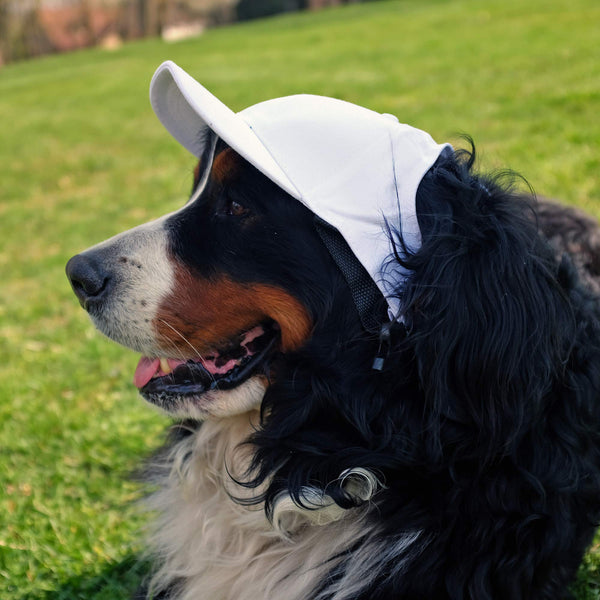 Littlearth Florida Gators NCAA Pet Baseball Hat